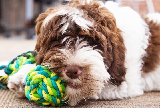 What are the best grooming products for cats and dogs?