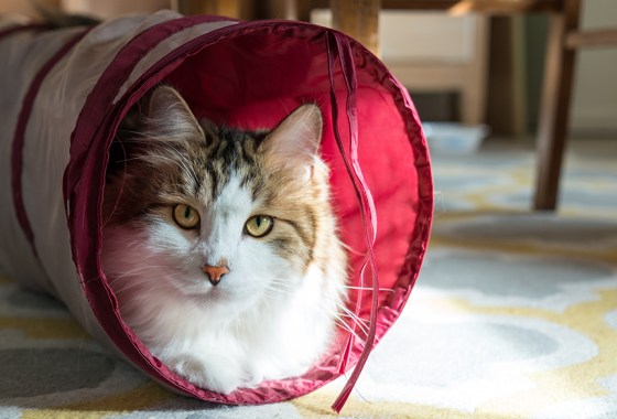 Best cat tunnel
