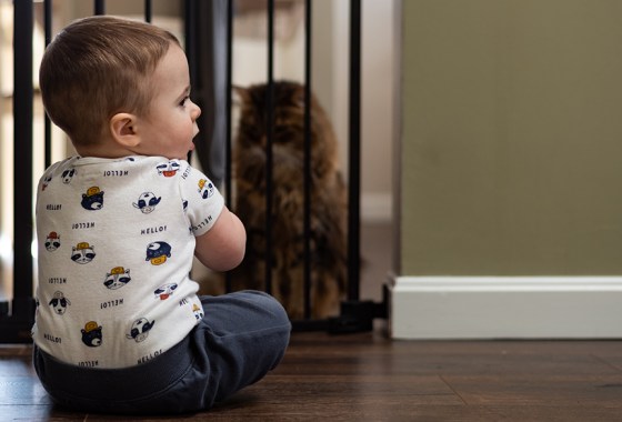 Best Evenflo baby gate