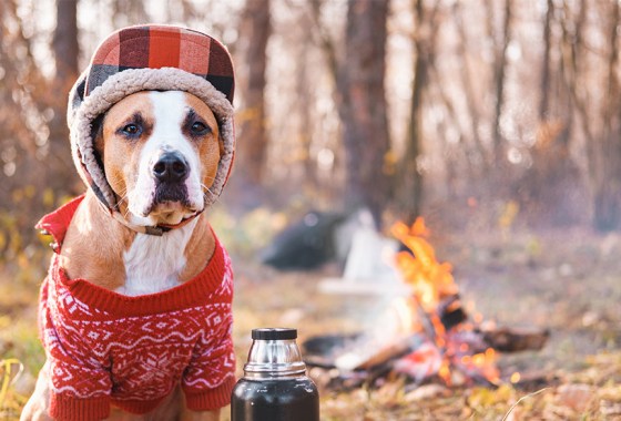 Best hats for dogs