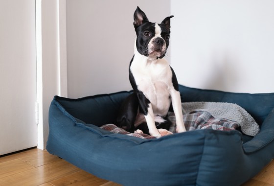 Best large dog bed