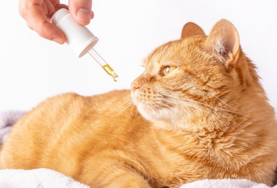 Best relaxant for cats
