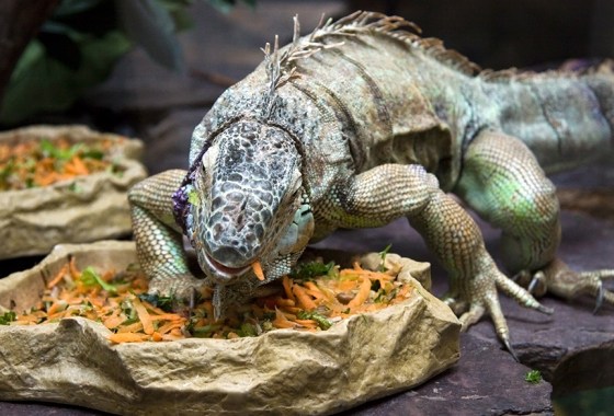 Best reptile and amphibian health supply