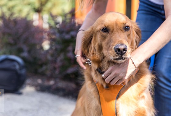 Best Ruffwear dog harness
