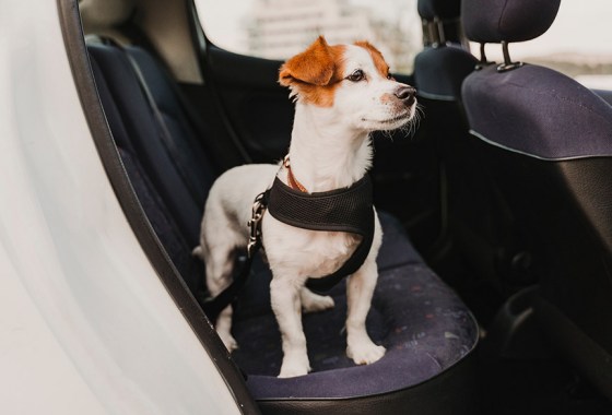 Best harness for small dogs