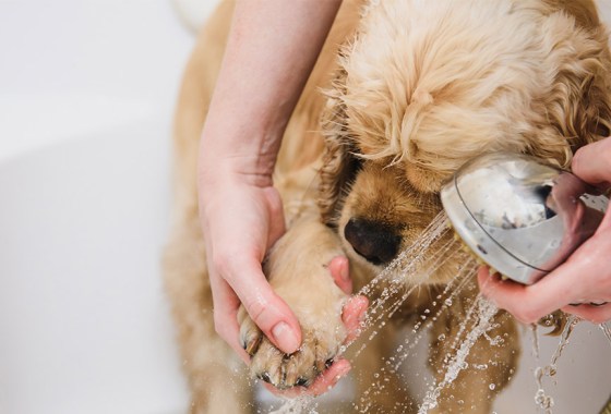 Dog bath essentials