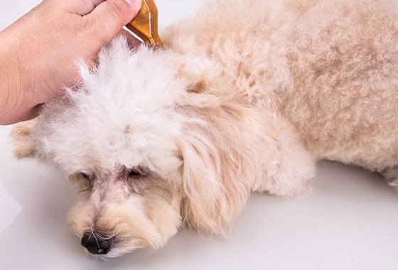 How to treat dog dandruff