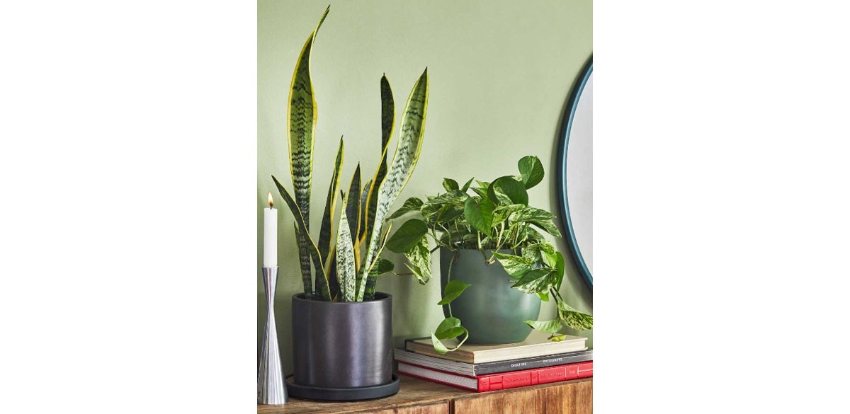  Snake Plant Laurentii