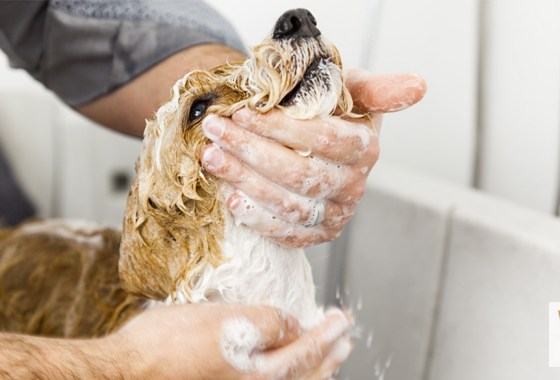 Is oatmeal shampoo good for dogs?