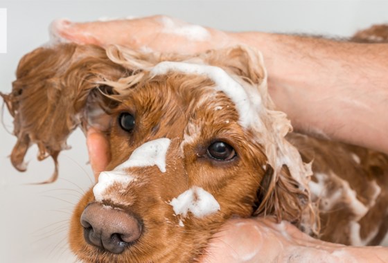 The best dog conditioner