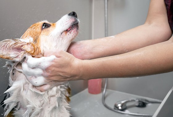 Best dog shampoo plus conditioner