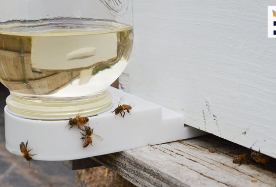 Best bee feeder
