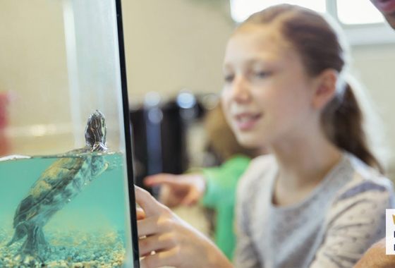 Best turtle tank