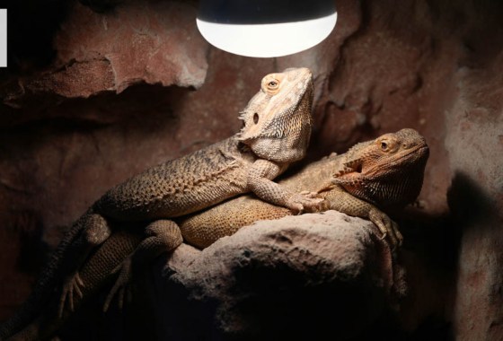 Best reptile and amphibian habitat lighting