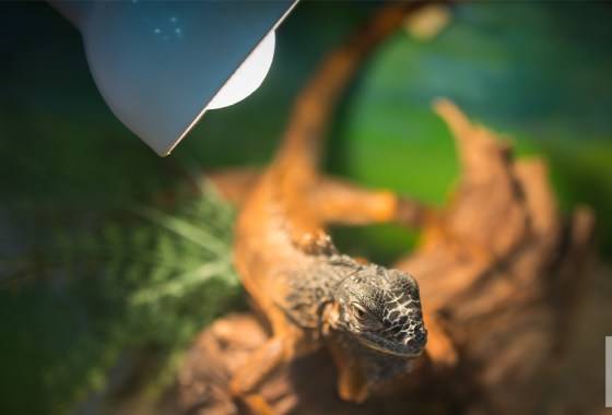 Most popular reptile heat lamp on Chewy