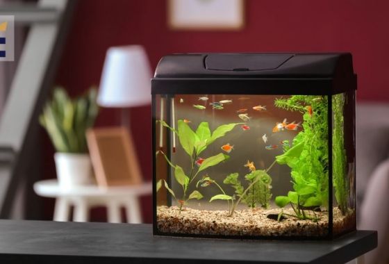 How to raise pH in an aquarium
