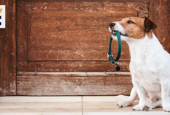Most popular Chewy dog collars