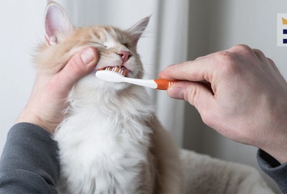 Best dental care supplies for cats