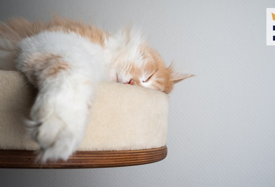 Best elevated cat bed