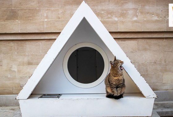 Best heated cat house