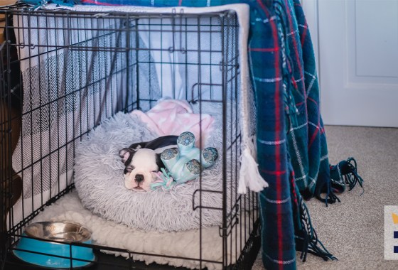 Best dog kennel cover