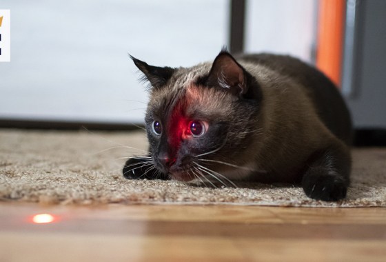 Best laser pointer for cats