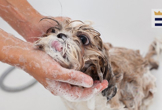 Best puppy shampoo