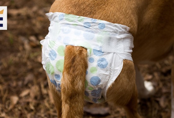 Best Petsmart dog diaper
