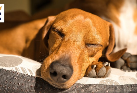 Best cooling dog bed