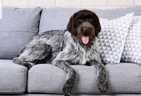 Best high-end dog sofa