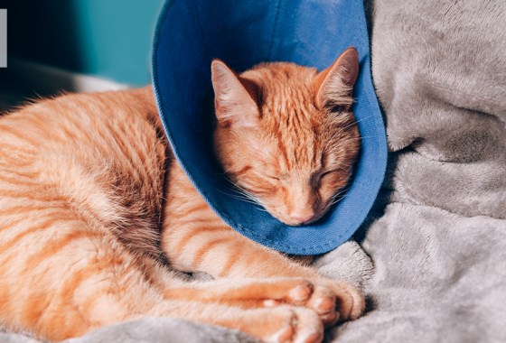 Best recovery cones for cats