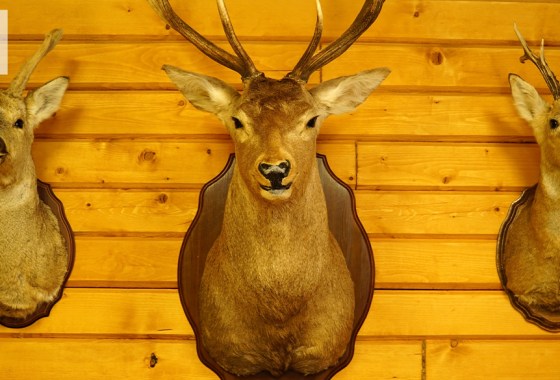 Best deer mount