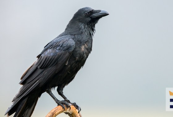 Best crow caller