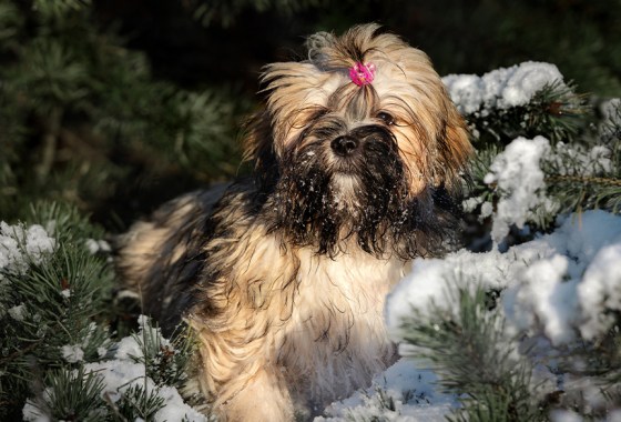 Best hair accessory for dogs