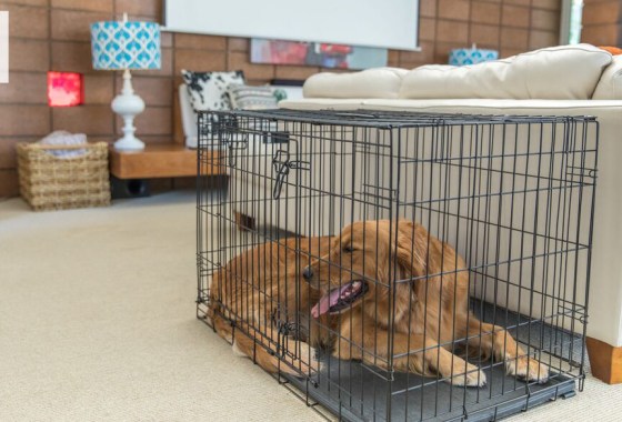 Best PetSmart dog crate