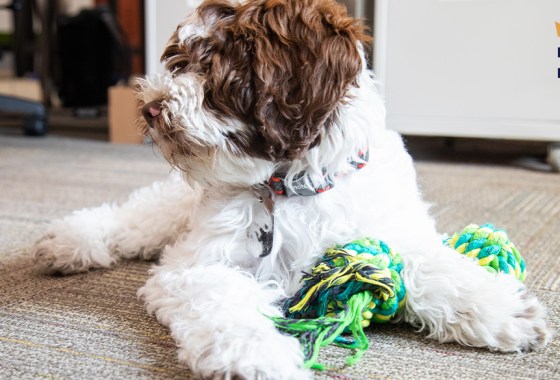 10 products every pet owner needs from Amazon Pet Day