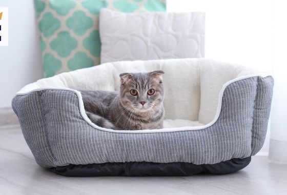 Most popular Chewy cat bed