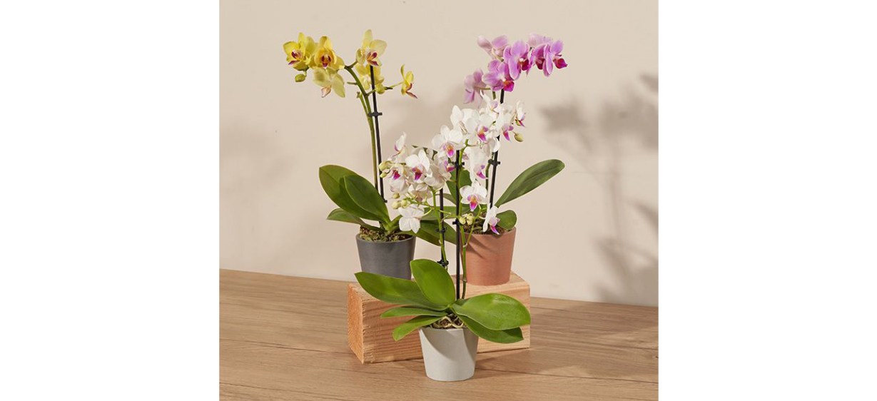 Three Wishes Mini Orchid Trio