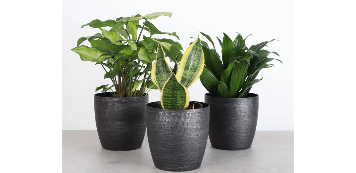 Thorsen's Greenhouse Live Low Light Houseplant Set of 3
