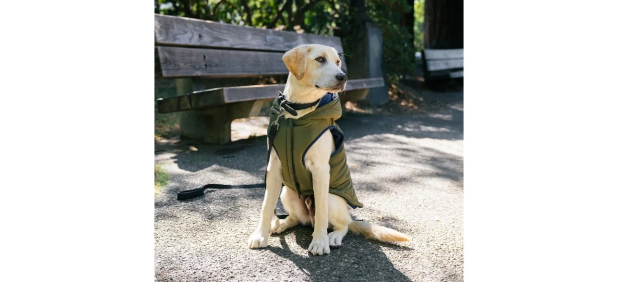 Dog wearing Green Utility Dog Jacket outside
