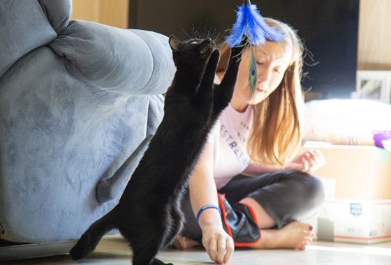 Tips for new kitten owners