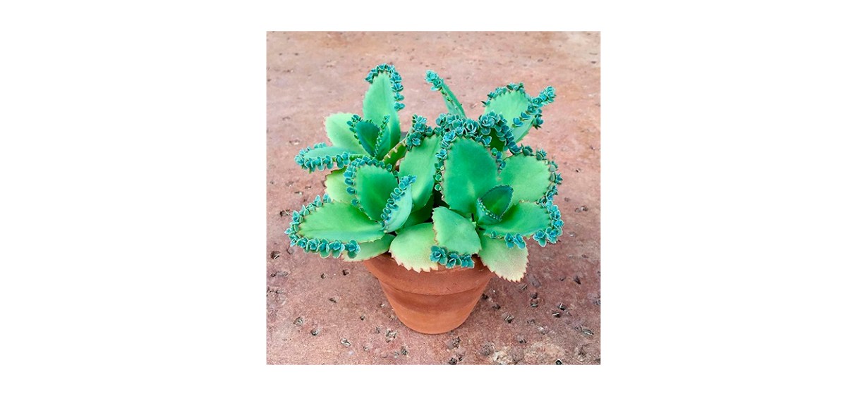 Best Andrea*seeds - 3 Mother of Thousands Kalanchoe Daigremontiana