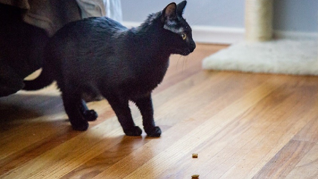 Best cat arthritis pain medication