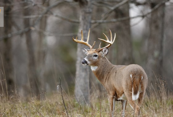 Best deer call