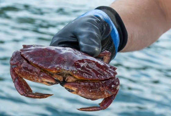 Best gloves for crabbing