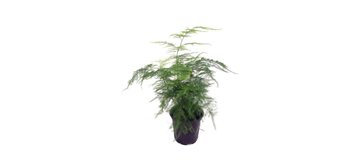 best JM Bamboo Fern Leaf Plumosus Asparagus Fern