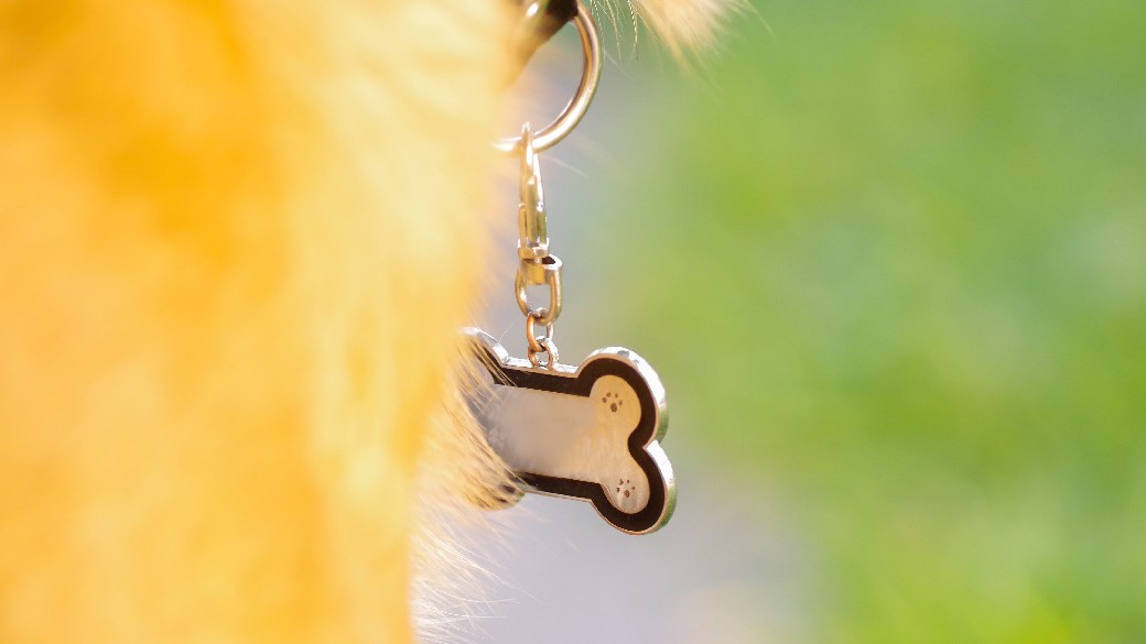 Best PetSmart dog tag