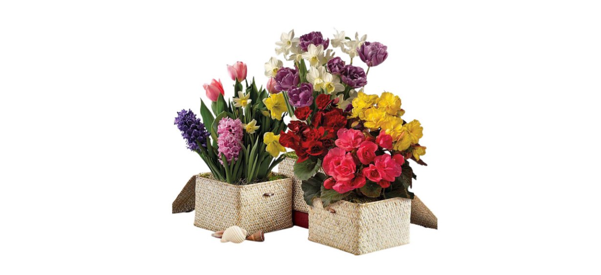 Best Harry & David Bulb-of-the-Month Club Best Harry & David Bulb-of-the-Month Club