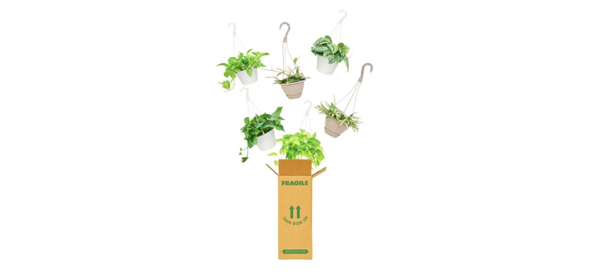Best Rooted Mystery Hanging Plant Best Rooted Mystery Hanging Plant