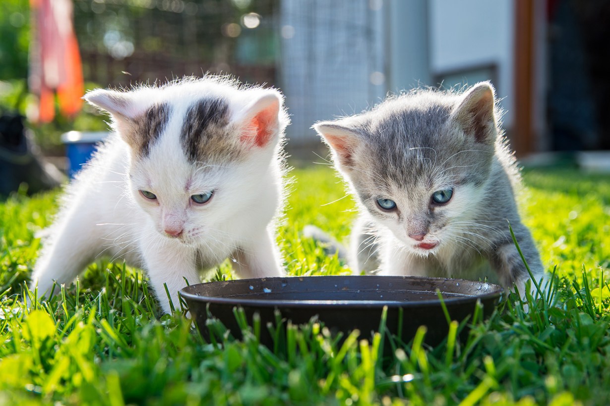 5 Best Kitten Milk Replacements Sept. 2024 BestReviews